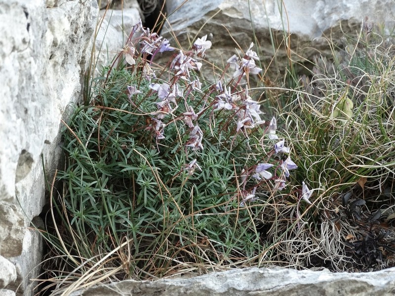 Viola delphinantha photo 5