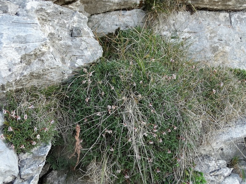 Viola delphinantha photo 6