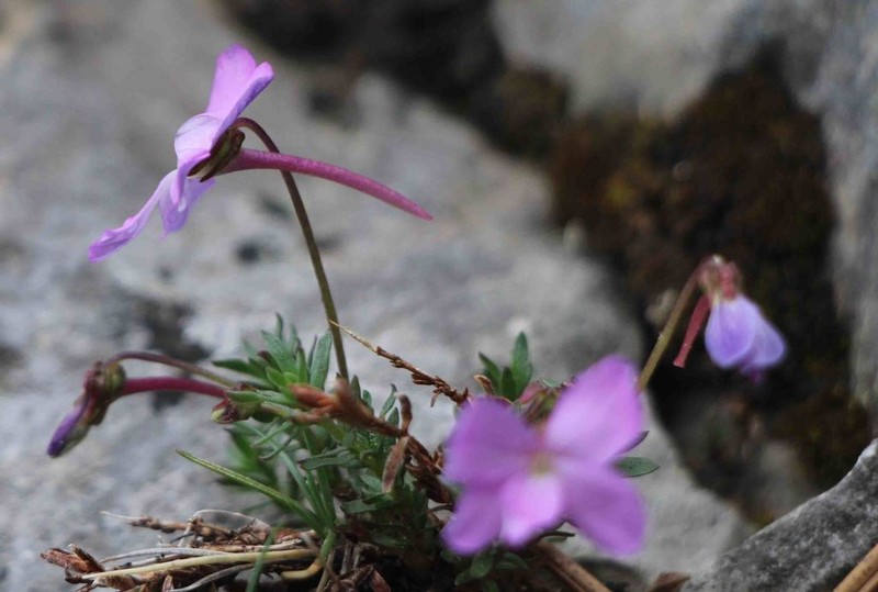 Viola delphinantha photo 7