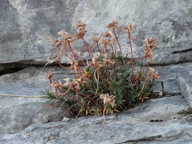Viola delphinantha photo 8