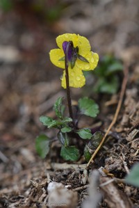 Viola demetria