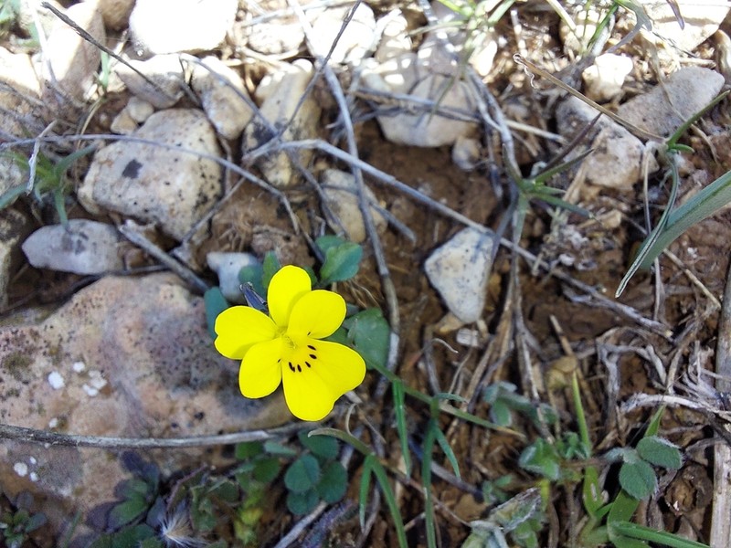 Viola demetria photo 2