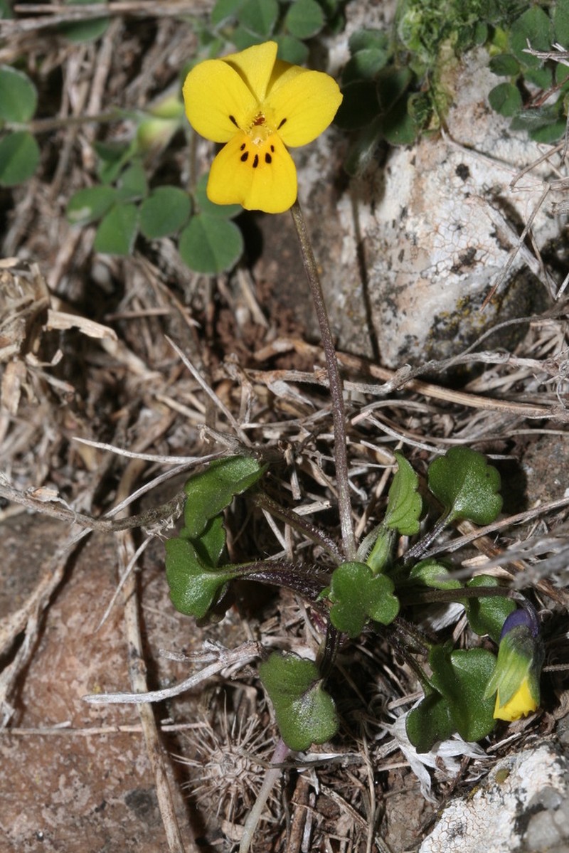 Viola demetria photo 3