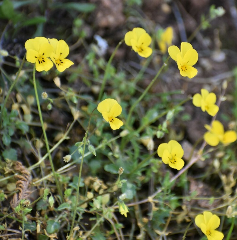 Viola demetria photo 6