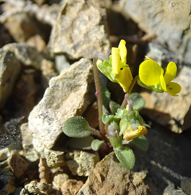 Viola denizliensis