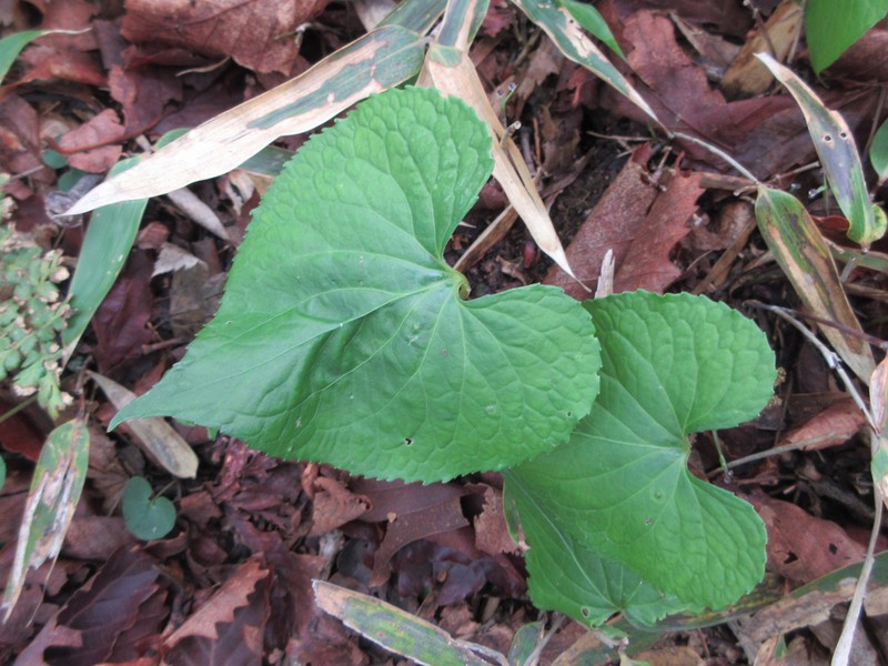 Viola diamantiaca