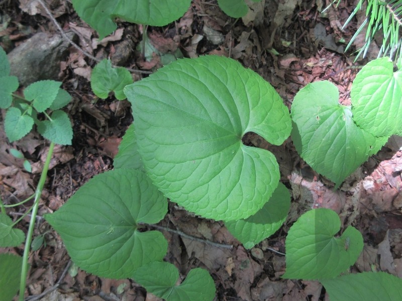 Viola diamantiaca photo 2