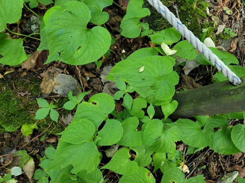 Viola diamantiaca photo 3