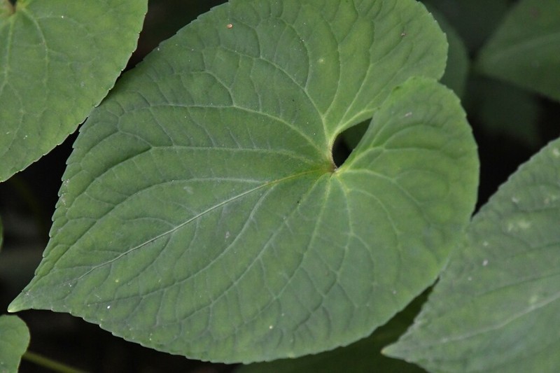 Viola diamantiaca photo 4