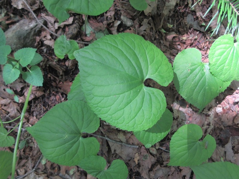 Viola diamantiaca photo 5