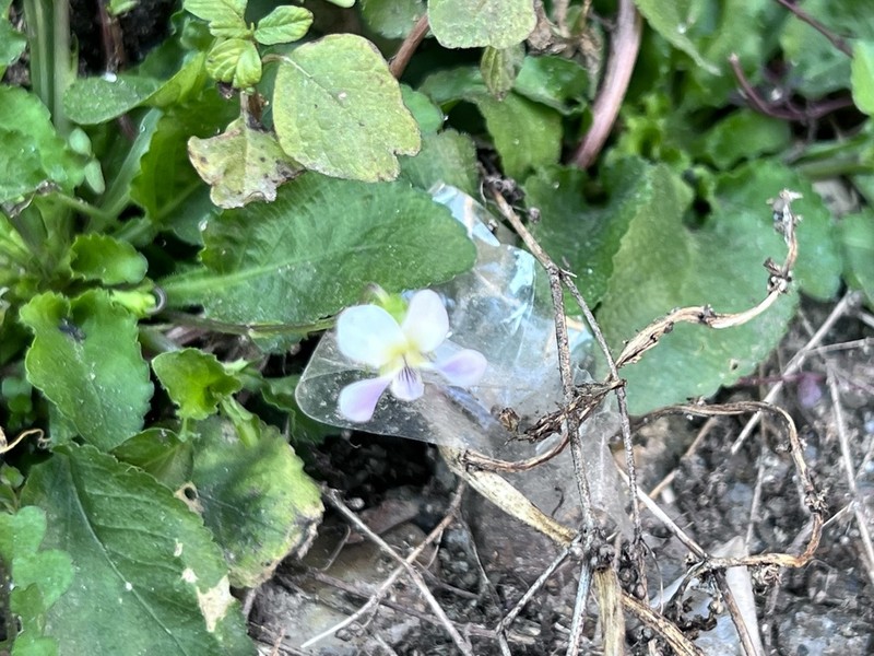 Viola diffusa
