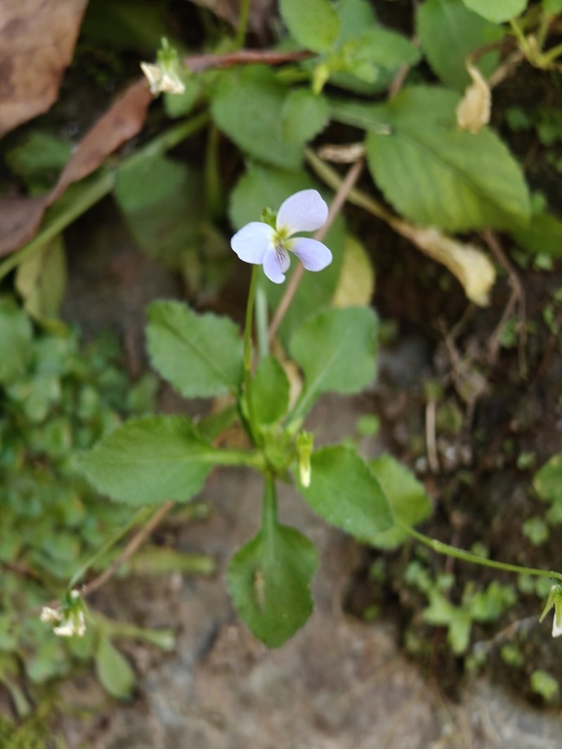 Viola diffusa photo 2