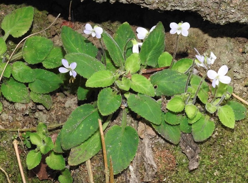Viola diffusa photo 3