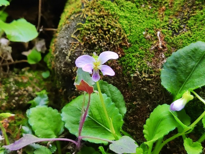 Viola diffusa photo 4