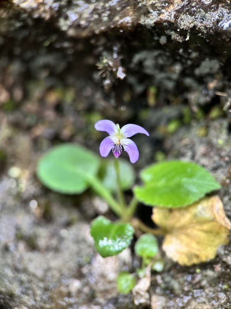 Viola diffusa photo 5