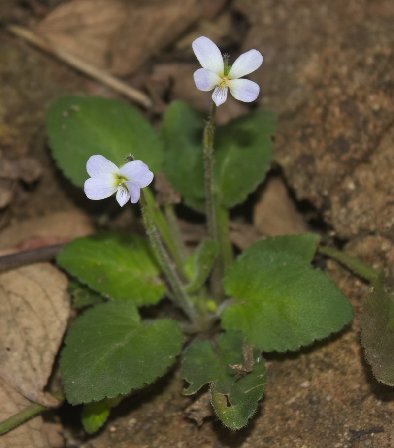 Viola diffusa photo 6