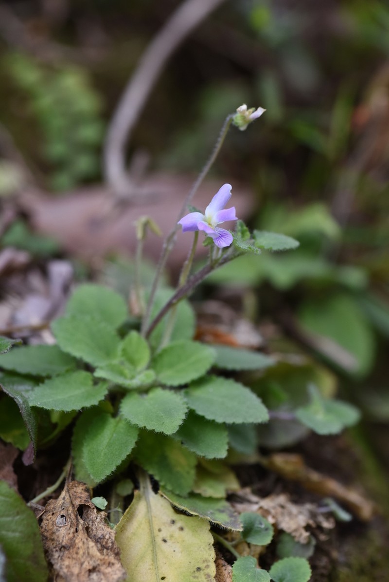 Viola diffusa photo 7