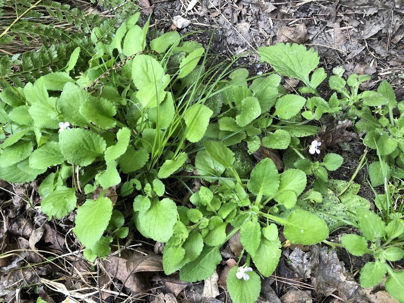 Viola diffusa photo 8