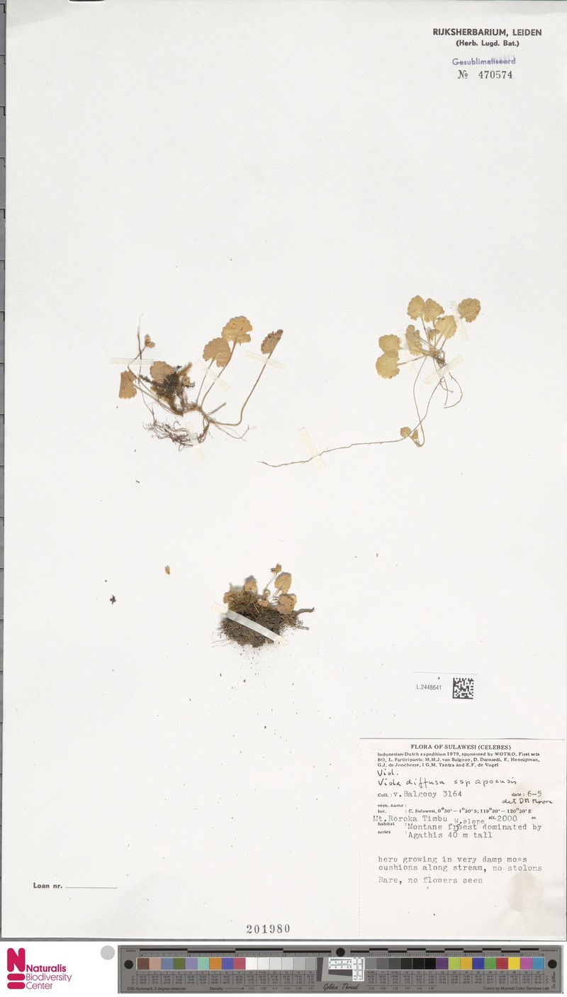 Viola diffusa subsp. apoensis