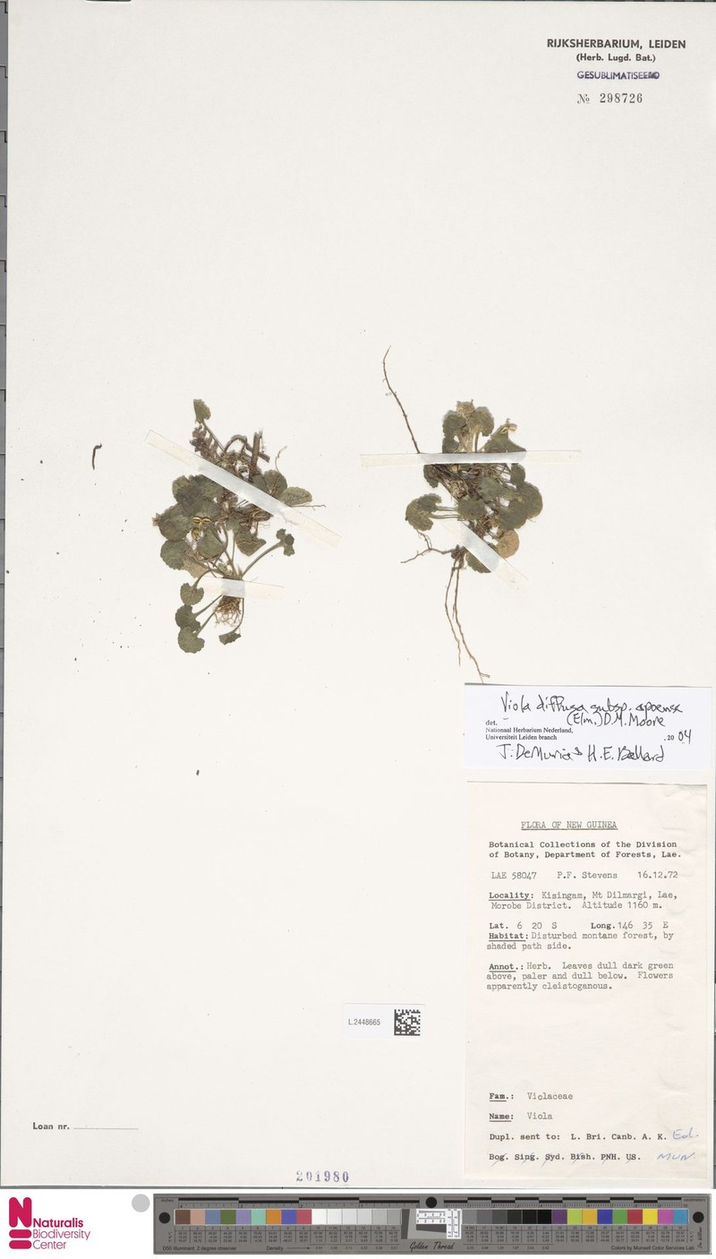 Viola diffusa subsp. apoensis photo 2