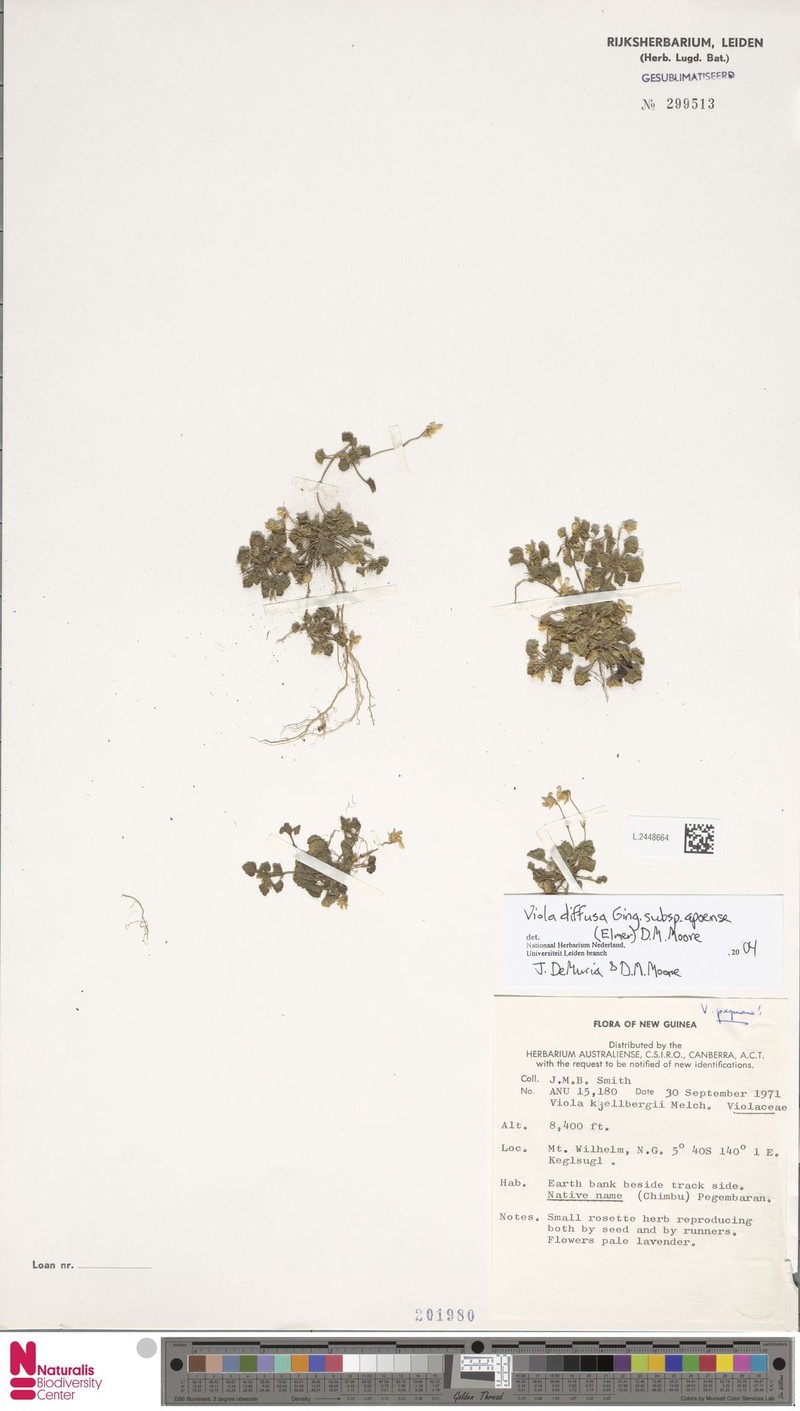 Viola diffusa subsp. apoensis photo 3