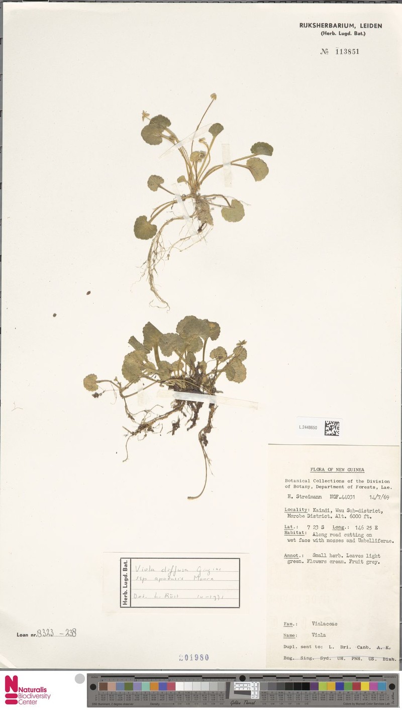 Viola diffusa subsp. apoensis photo 4