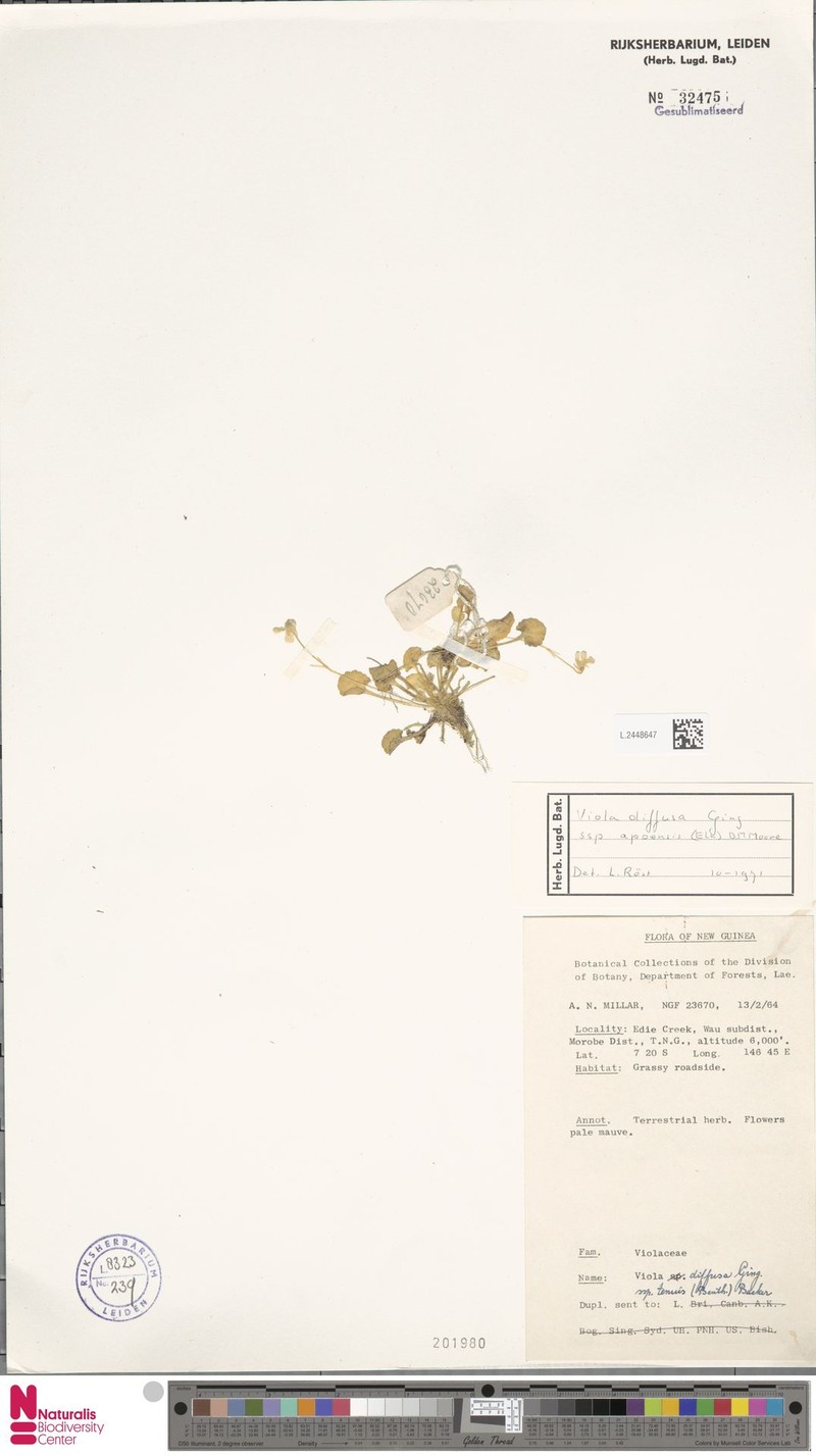 Viola diffusa subsp. apoensis photo 5