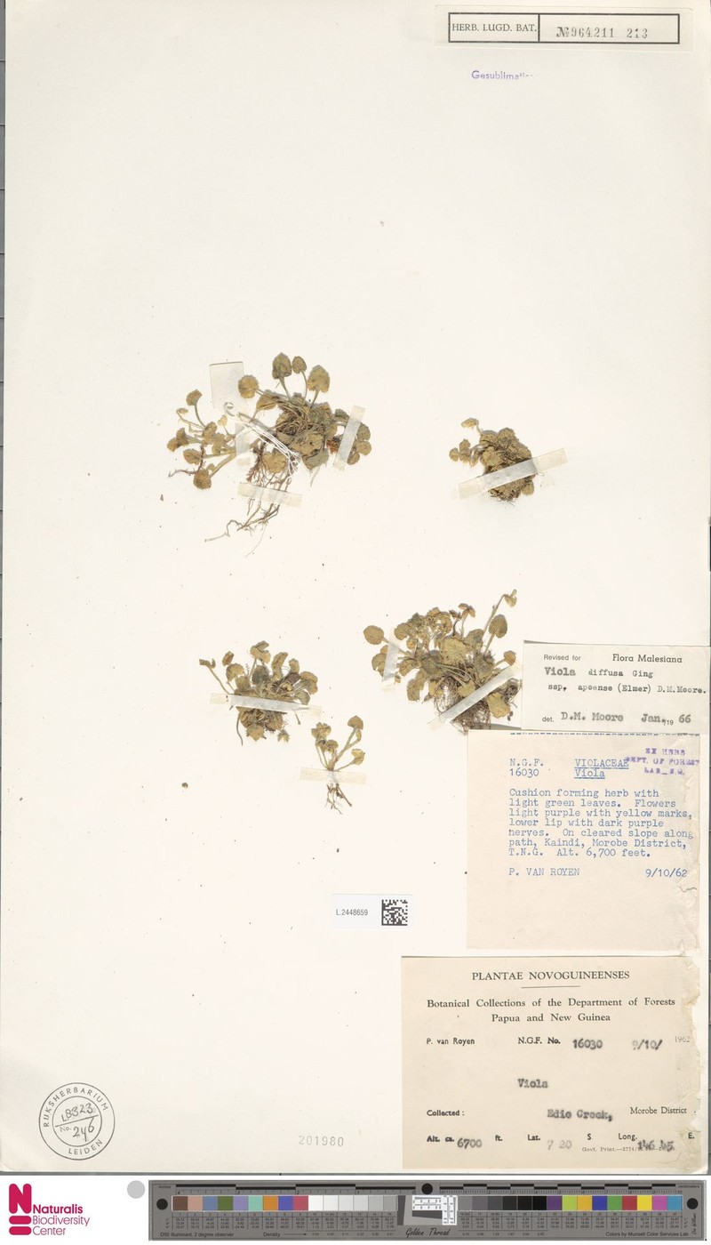 Viola diffusa subsp. apoensis photo 6