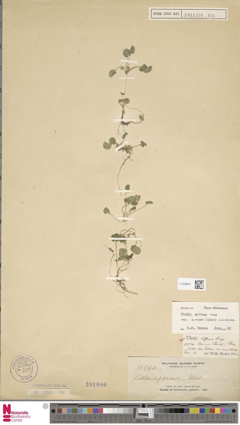 Viola diffusa subsp. apoensis photo 7