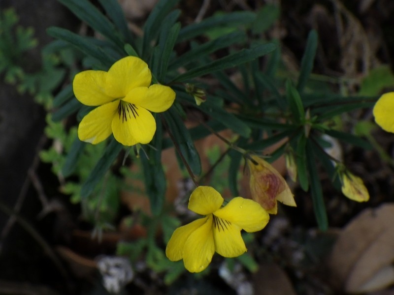 Viola dimorphophylla