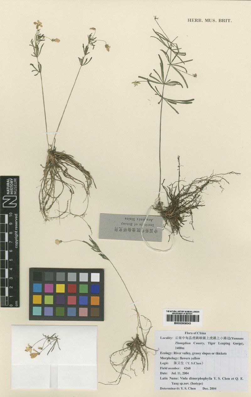 Viola dimorphophylla photo 2