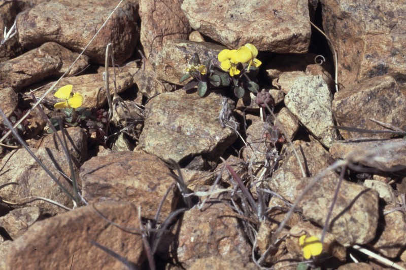 Viola dirimliensis photo 2