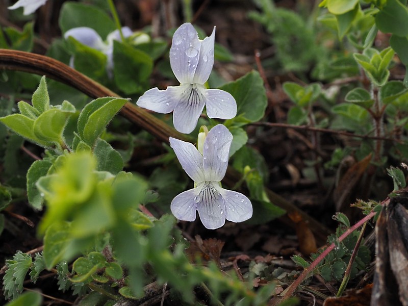 Viola dirphya photo 3