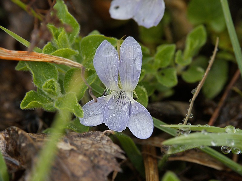 Viola dirphya photo 4