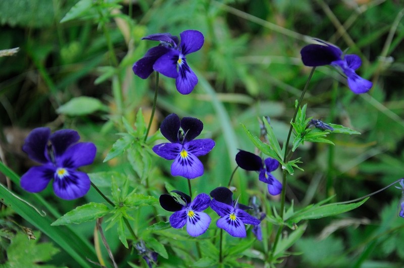 Viola disjuncta