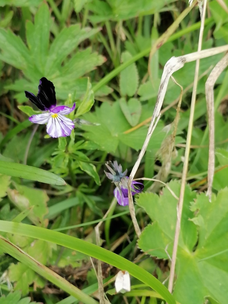 Viola disjuncta photo 2