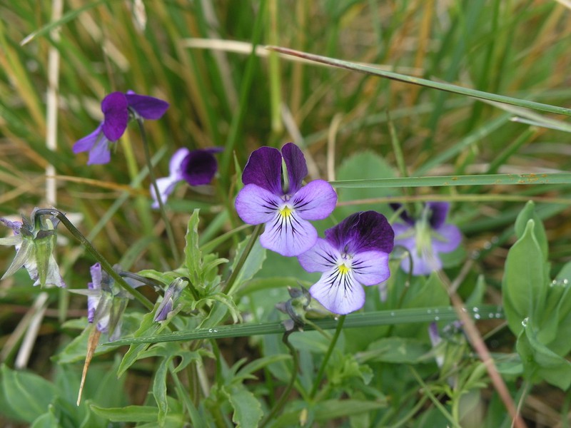 Viola disjuncta photo 3