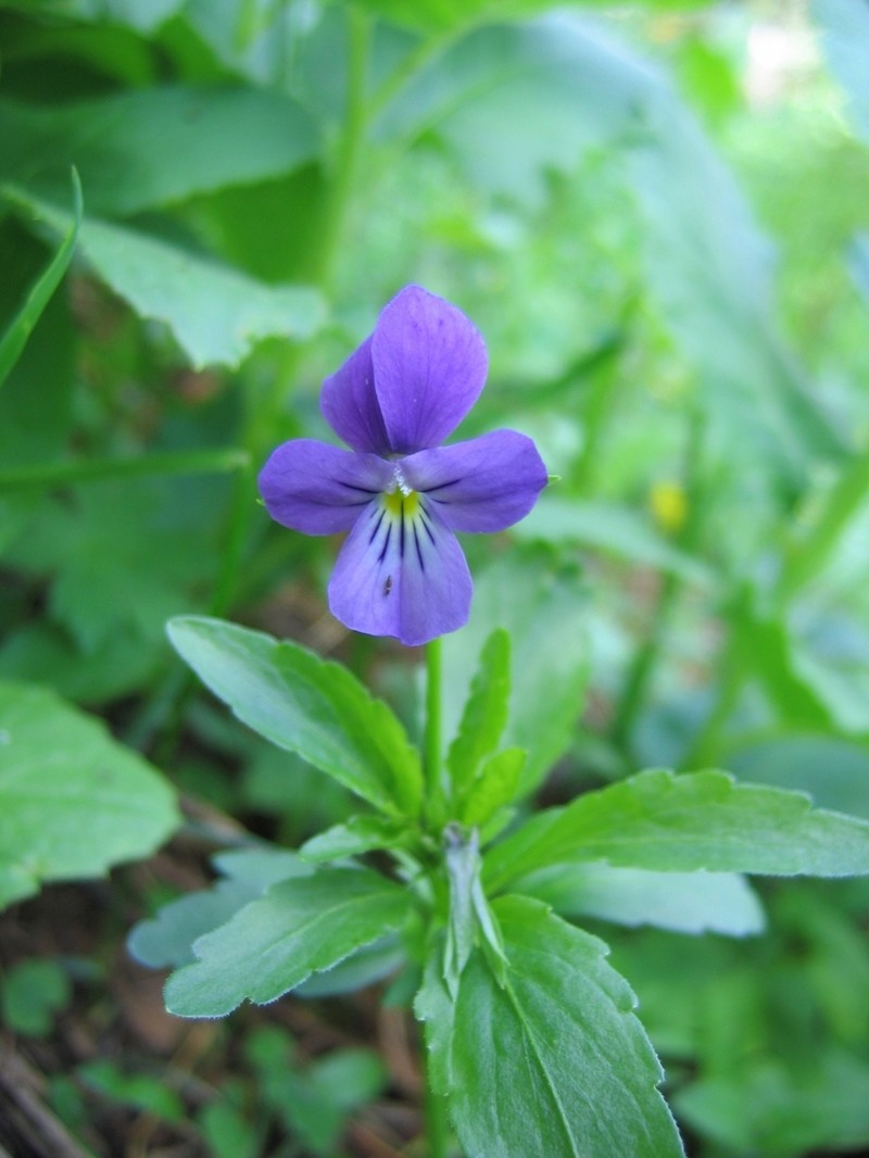 Viola disjuncta photo 4