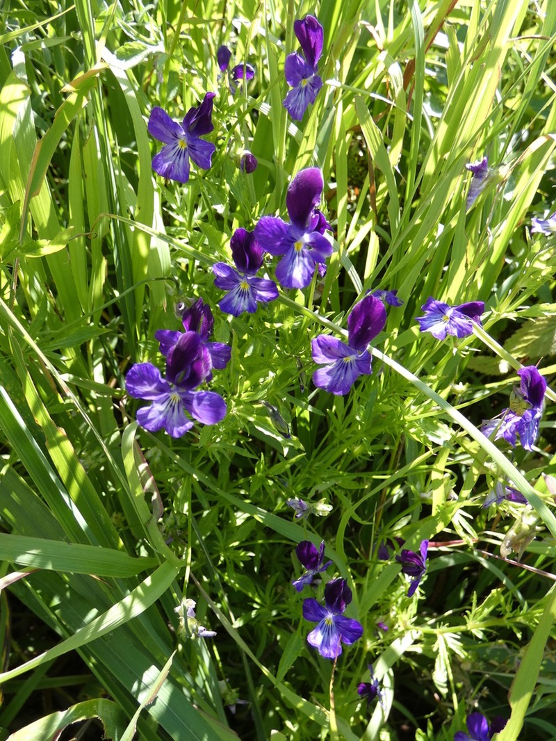Viola disjuncta photo 5