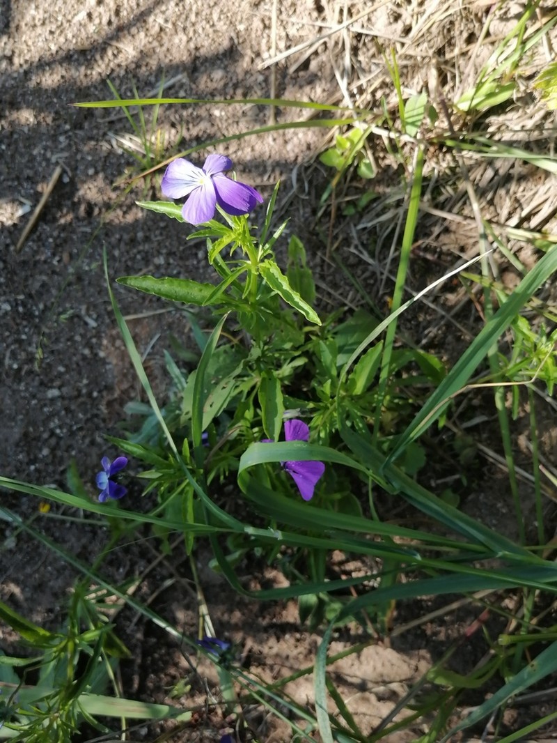 Viola disjuncta photo 6