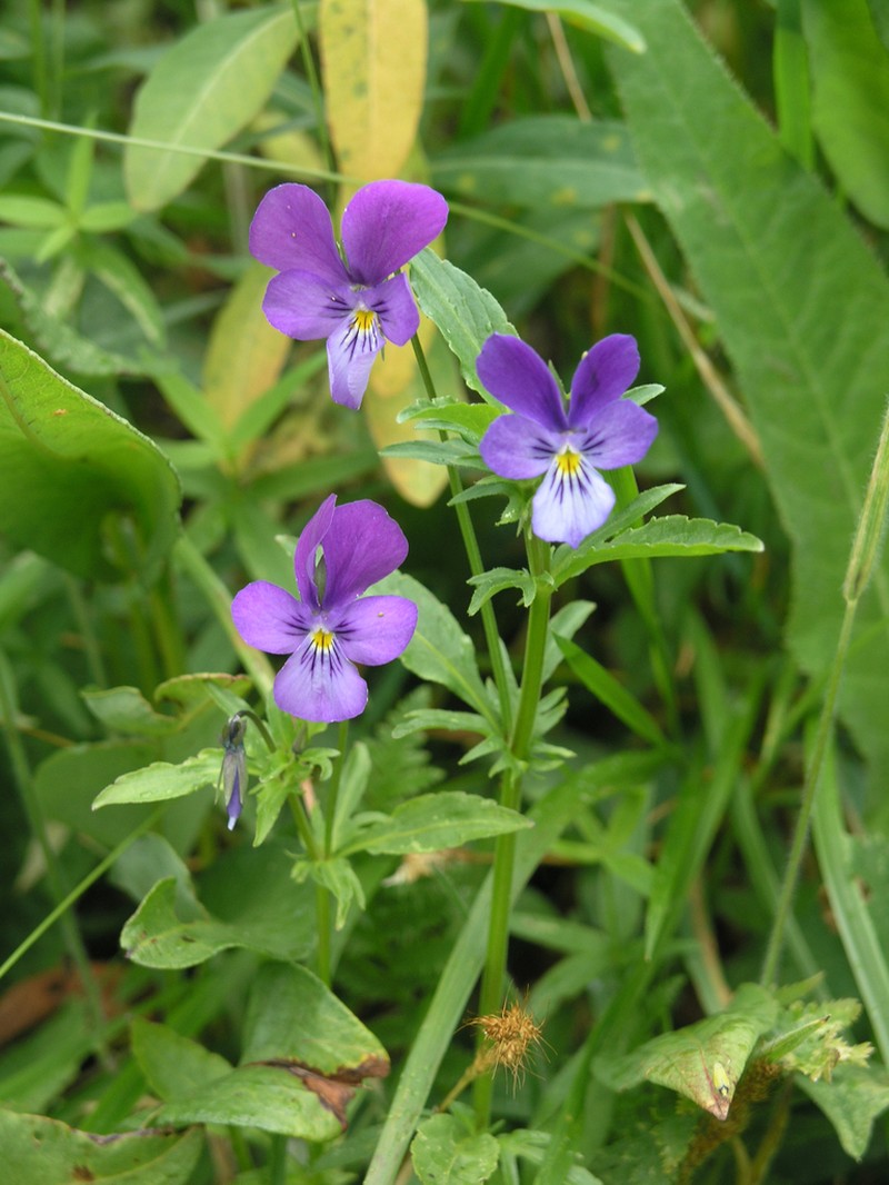 Viola disjuncta photo 7