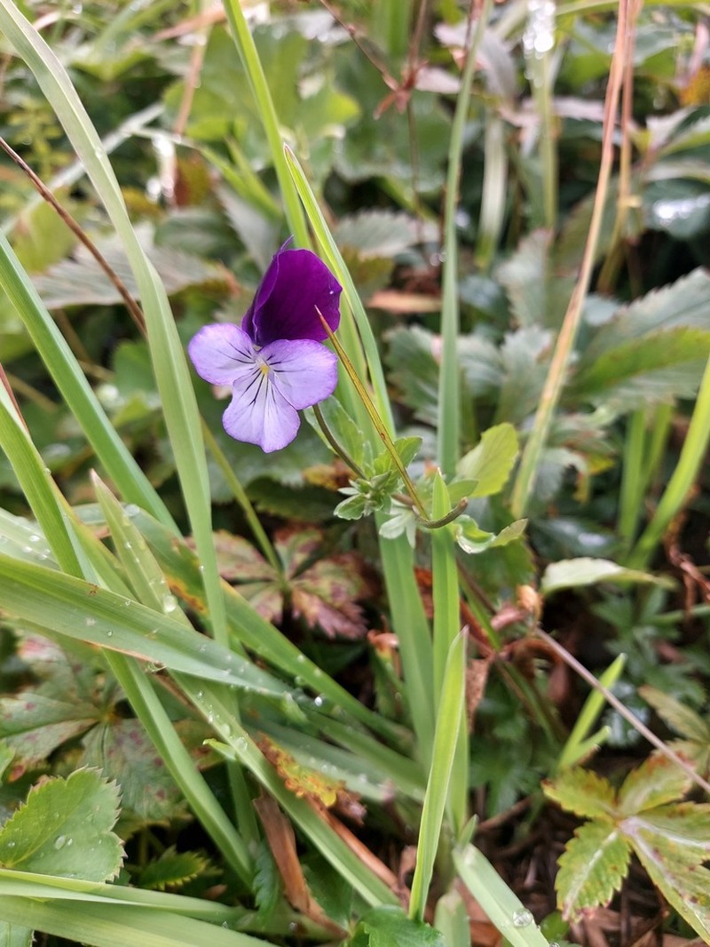 Viola disjuncta photo 8