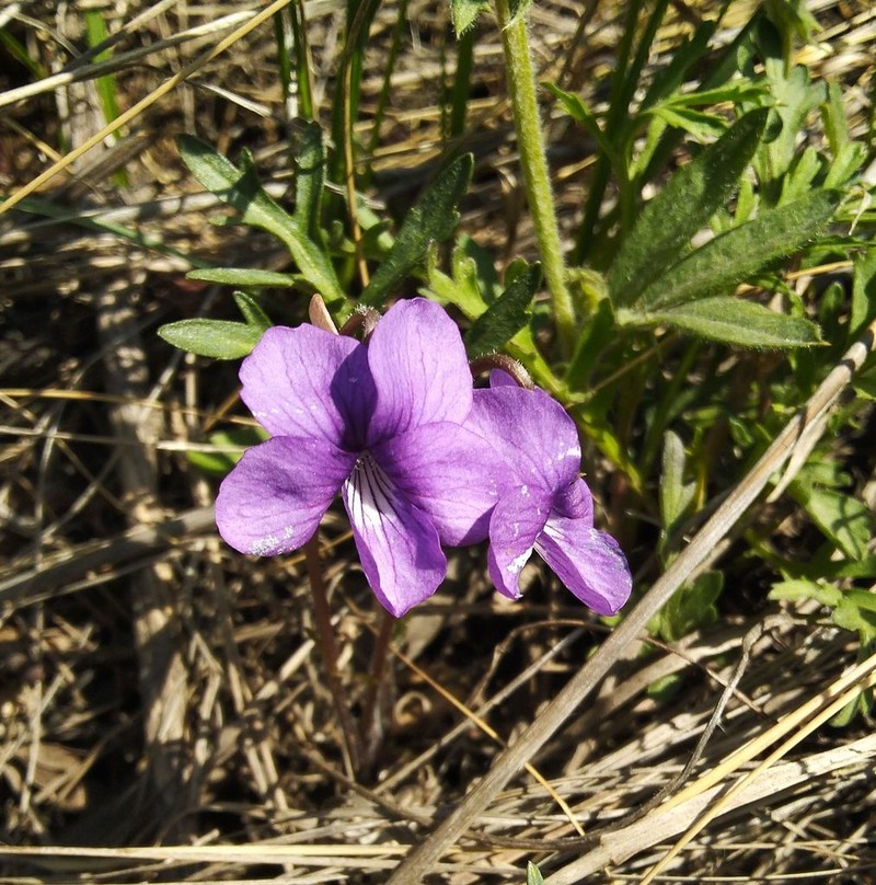 Viola dissecta