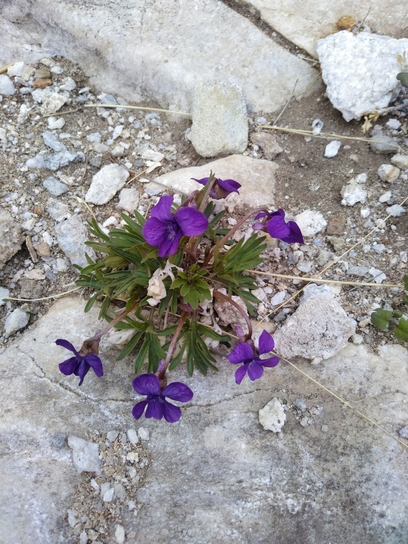 Viola dissecta photo 2