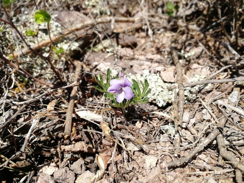 Viola dissecta photo 3