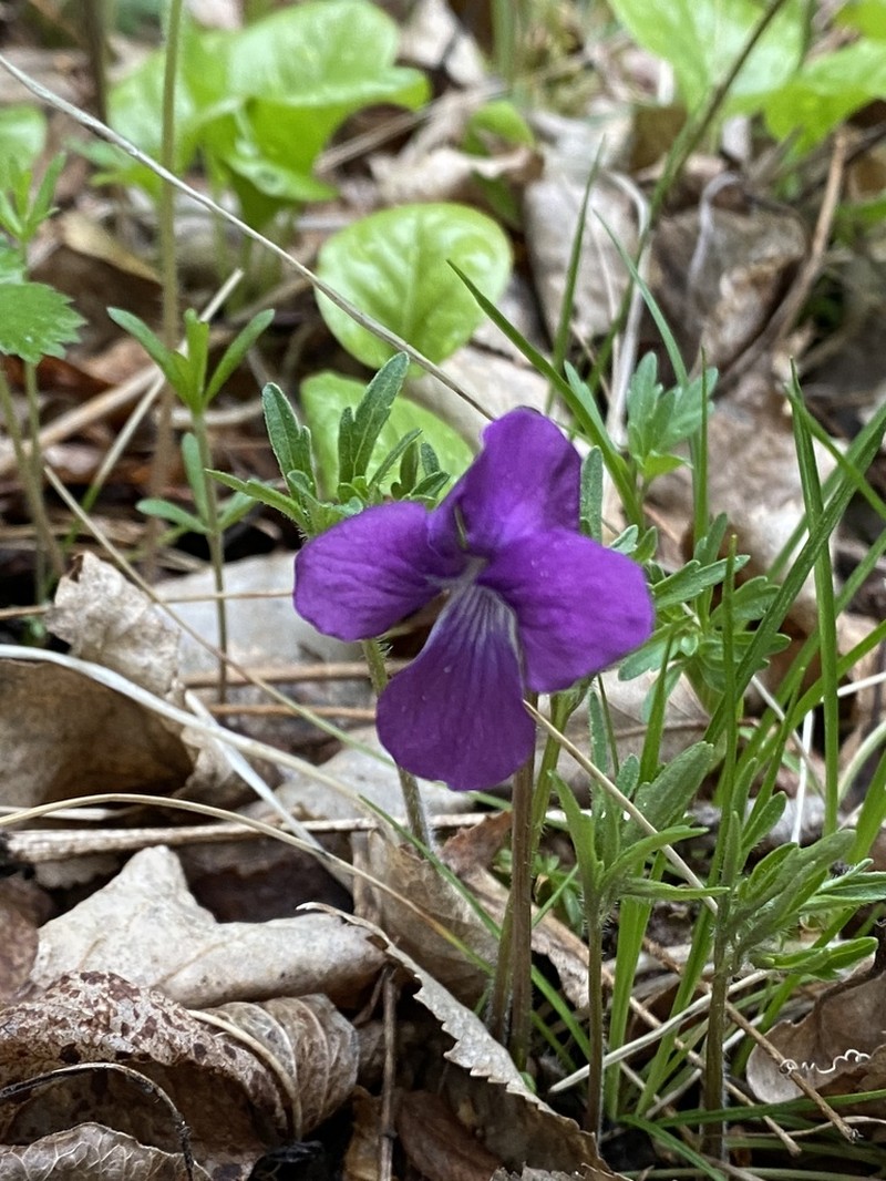 Viola dissecta photo 5