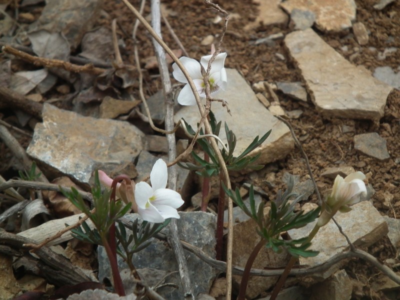 Viola dissecta photo 6