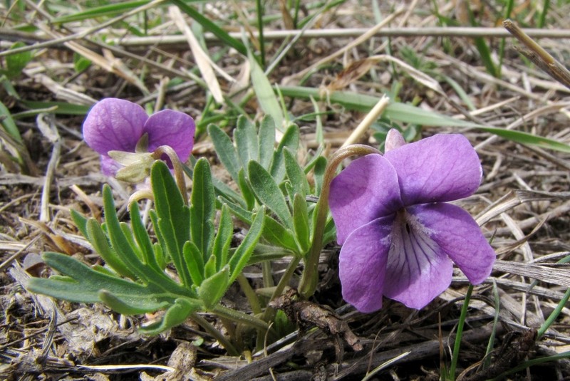 Viola dissecta photo 7