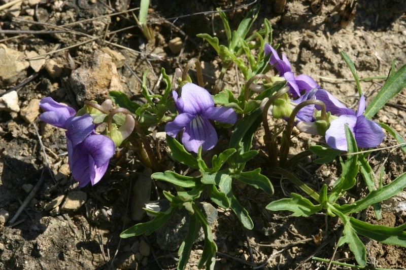 Viola dissecta photo 8