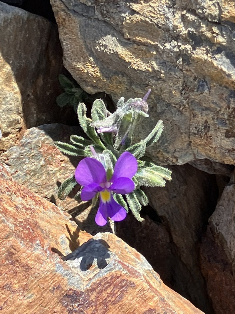 Viola diversifolia
